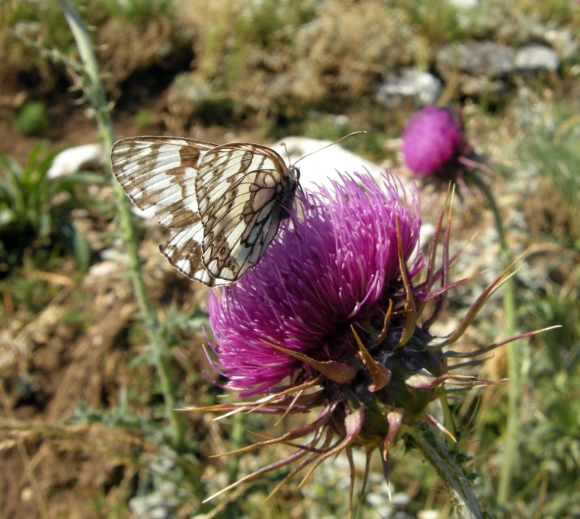 Melanargia russiae